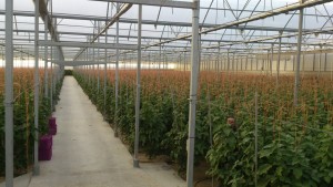 Agrícola Vasán cuenta con 20 hectáreas de invernaderos multitúnel; los primeros certificados en España.