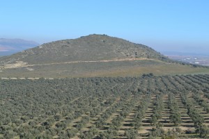 La finca tiene 250 ha de olivar, principalmente de la variedad Hojiblanca.