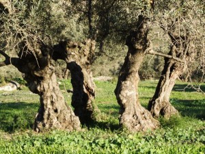De sus 33.000 olivos, la mitad son centenarios.