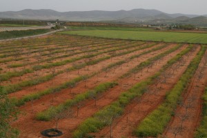Durante buena parte del año se mantiene la cubierta vegetal para paliar los efectos de la clytra, única plaga que ha afectado hasta el momento a los pistacheros manchegos.