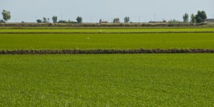 arrozal (FILEminimizer)