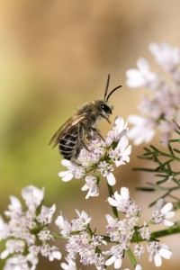 Polinizadores, abeja solitaria Colletes