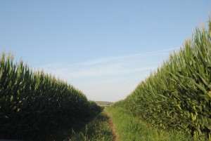 Una de las parcelas de maíz de La Rápita.