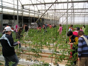Un grupo de escolares aprende más sobre el cultivo del tomate.