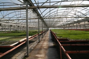 El semillero cuenta con un espacio de 10.000 metros cuadrados para sus plantas en cepellón. 