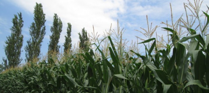 Resultados de nuevas variedades de maíz para grano de ciclo 700 y variedades transgénicas