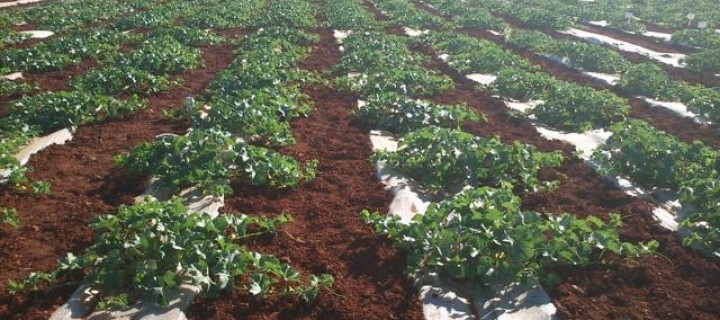 Utilización del compost de orujo de uva en el cultivo del melón en Castilla-La Mancha