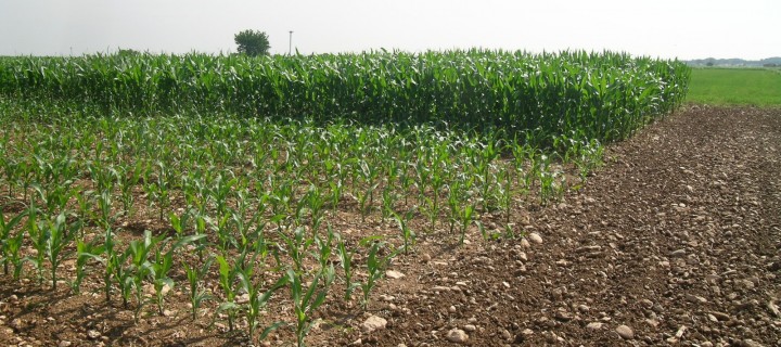 Influencia de la fecha de siembra en el maíz en regadío del valle del Ebro