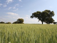 Biofortificación agronómica de los cultivos: el caso del selenio en España