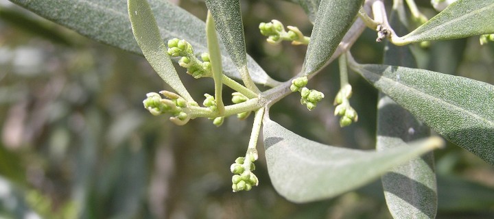Apuntes para la gestión integrada del prais y el repilo del olivo