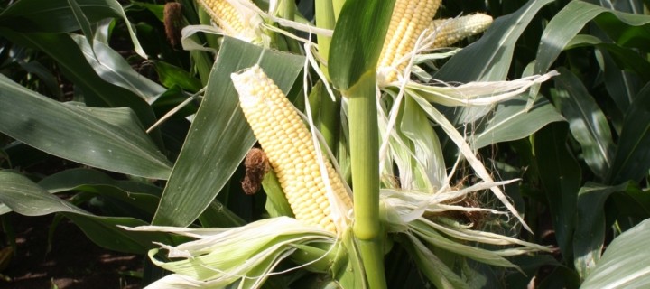Los agricultores españoles lideran la innovación europea en el cultivo de maíz