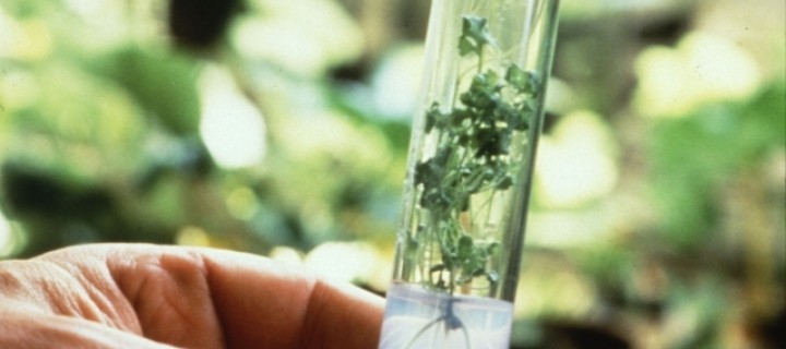 La UPV incorpora dos laboratorios de contención biológica para el diagnóstico de hongos, virus y fitoplasmas de cuarentena