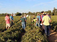 Syngenta muestra en campo sus variedades para tomate industria