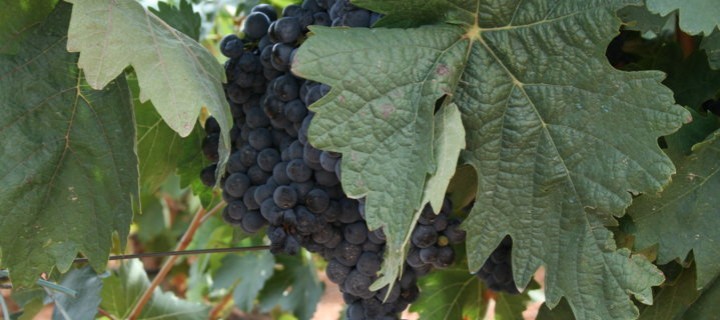 El Ejecutivo aprueba nuevas medidas del Programa de apoyo al sector vitivinícola para el periodo 2014-2018