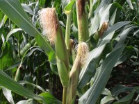 Novedades de Monsanto para el maíz híbrido durante la jornada “Maíz 2015”