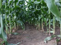 Los Estados miembros podrán decidir sobre el cultivo de OMGs en su territorio