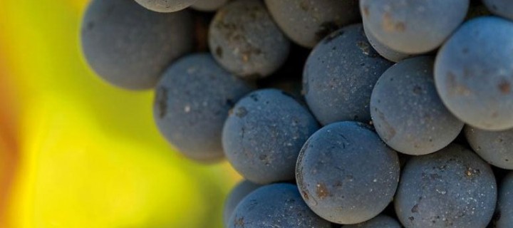 El cambio climático acelera la maduración de las uvas en la producción de vino