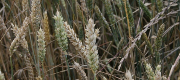 AgroHorizonte 2020 analiza los cultivos herbáceos de alto valor añadido
