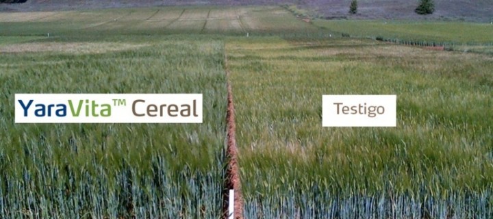 Ensayos realizados con YaraVita Cereal revelan un incremento de la producción media del 11%