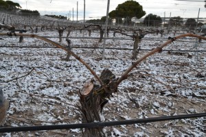 Los problemas sanitarios derivados del taladro han obligado a Moyano a renovar la madera de su viñedo.