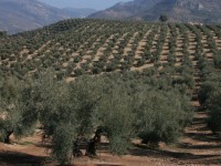 Andalucía destina 451,5 M€ para desarrollar actuaciones agroambientales y ecológicas dentro de su PDR 2014-2020