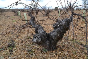 Una de las viñas ancestrales, de más de 60 años, que Ignacio Príncipe heredó y ha querido preservar en su explotación.