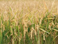 GreenRice evalúa la sostenibilidad de los sistemas de producción de arroz