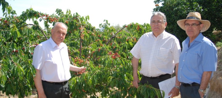 Murcia presenta las primeras 13 preselecciones de cerezo obtenidas del programa de mejora genética