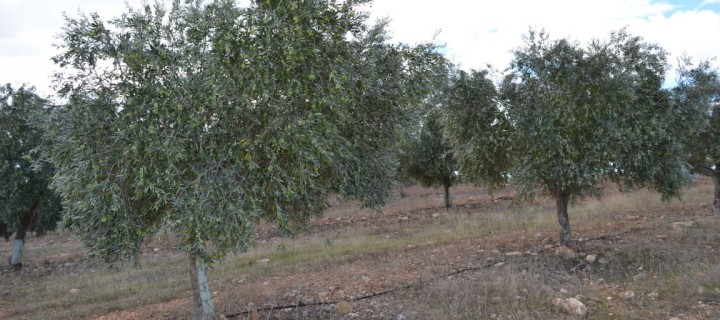 El INIA reúne investigadores españoles en torno a la Xylella fastidiosa en el olivar