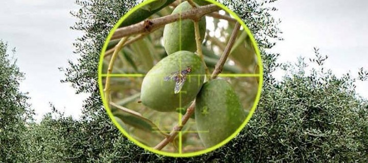 Fastac Fly, el nuevo insecticida de Basf para el control de la mosca del olivo