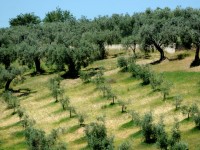 La Junta de Andalucía incluye novedades de la Orden de incorporación de jóvenes agricultores a la actividad agraria