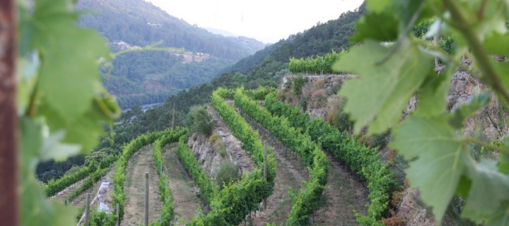La Rioja destina 11,5 M€ del PDR 2014-2020 en apoyo de emprendores agrarios para mejorar su capacitación profesional