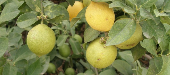 Ailimpo revisa y actualiza su Manual de Materias Activas recomendadas en el cultivo del limón