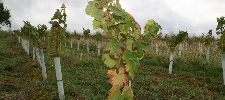 Varias bodegas lideran el proyecto de I+D “ViniSost” de gestión sostenible de la producción vitivinícola