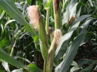 Investigadores de varias universidades españolas evalúan el impacto del cambio climático en el cultivo del maíz