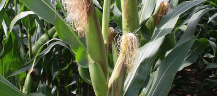 Investigadores de varias universidades españolas evalúan el impacto del cambio climático en el cultivo del maíz