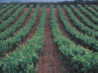 Inntervinandal 2013: impulso a nuevos productos vitivinícolas en el Marco de Jerez