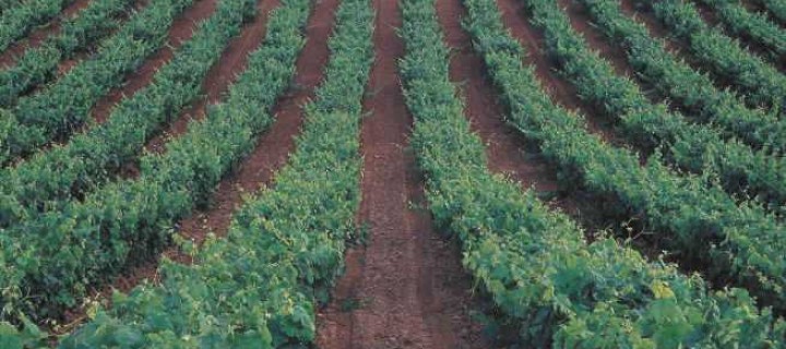 Inntervinandal 2013: impulso a nuevos productos vitivinícolas en el Marco de Jerez
