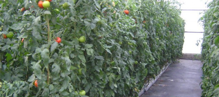 Cálculo del volumen de aplicación de fitosanitarios en el cultivo de tomate en invernadero