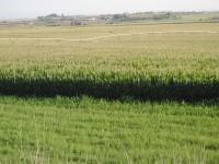Las producciones de maíz en Lleida