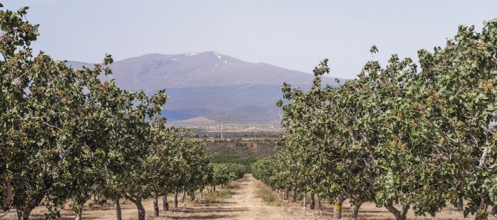 Cinco explotaciones leridanas se suman a Borges Internacional Group para plantar pistacho en la zona del Segarra-Garrigues