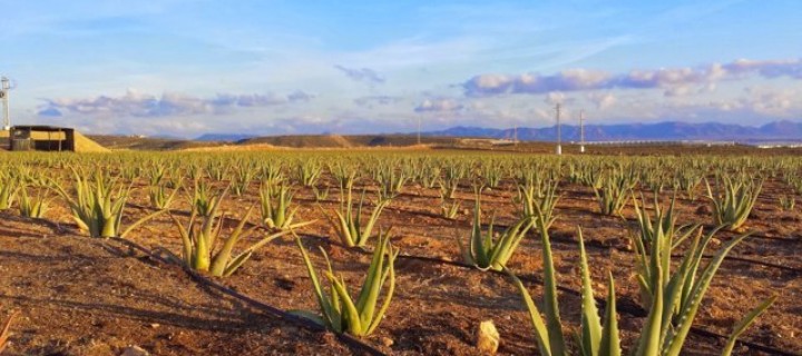 Aloe Sanum, un ejemplo de agricultura sostenible en el desierto de Almería