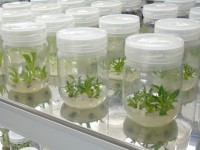 El IMIDA revoluciona las técnicas de propagación ‘in vitro’ de plantas mediante el empleo de CO2