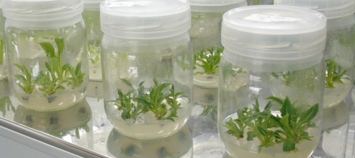 El IMIDA revoluciona las técnicas de propagación ‘in vitro’ de plantas mediante el empleo de CO2