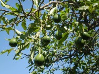El Consejo de Ingenieros Agrícolas apoyará la innovación en Fruit Attraction
