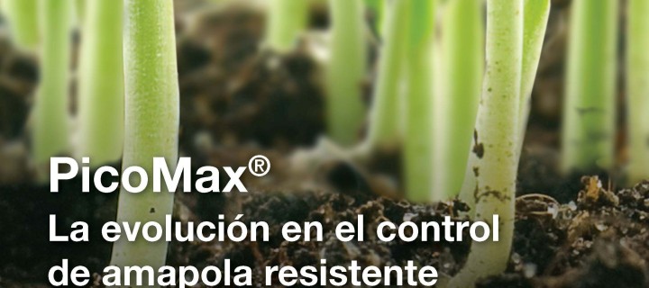 PicoMax, la nueva solución de Basf para el control de la amapola resistente en cereales