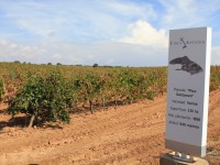 Finca Antigua, innovación y creatividad en la elaboración de vinos vanguardistas