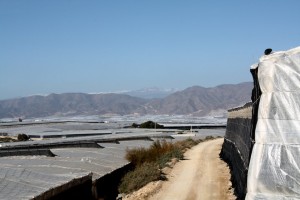 Panorámica de invernaderos de El Ejido con Sierra Nevada al fondo.