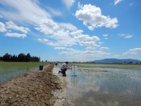 El IRTA estudia cómo mitigar las emisiones de metano en el cultivo del arroz