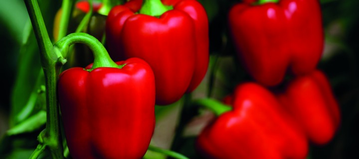 Syngenta presenta sus dos nuevas variedades de California rojo con resistencia al oídio